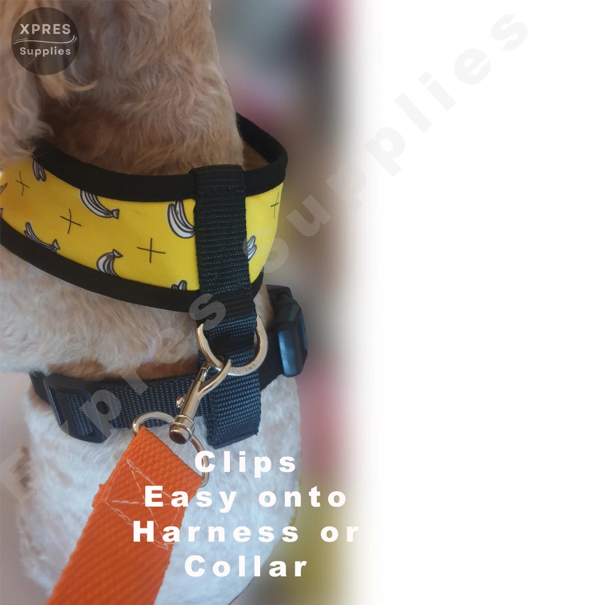 Car buckle dog collars sale