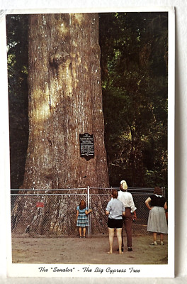 Orlando Sanford FL ''The Senator'' Big Cypress Tree  VTG Chrome Postcard UNP - A4