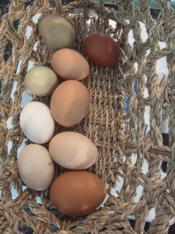 Rainbow Color Hatching Eggs 12+++ eggs - NPIP Certified PT/AI Clean Flock