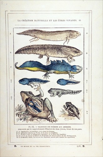 EVOLUTION - ÜBERGANG vom FISCH zu den AMPHIBIEN - Gravur aus dem 19. Jahrhundert - Bild 2 von 3