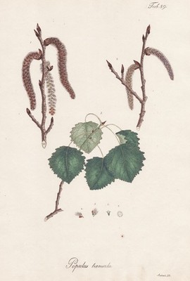 Espe Aspe aspen Zitterpappel Baum tree Botanik botany lithograph 1826