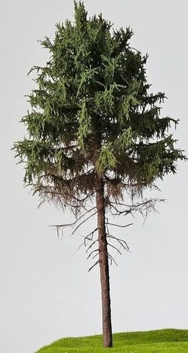🍀Maqueta árbol H0 Freón alerce 18-20 cm altura.Hecho a mano.🍀