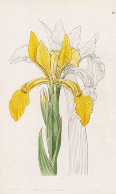 Iris aurea India Indien Blume Botanik botany Edwards Kupferstich 1847