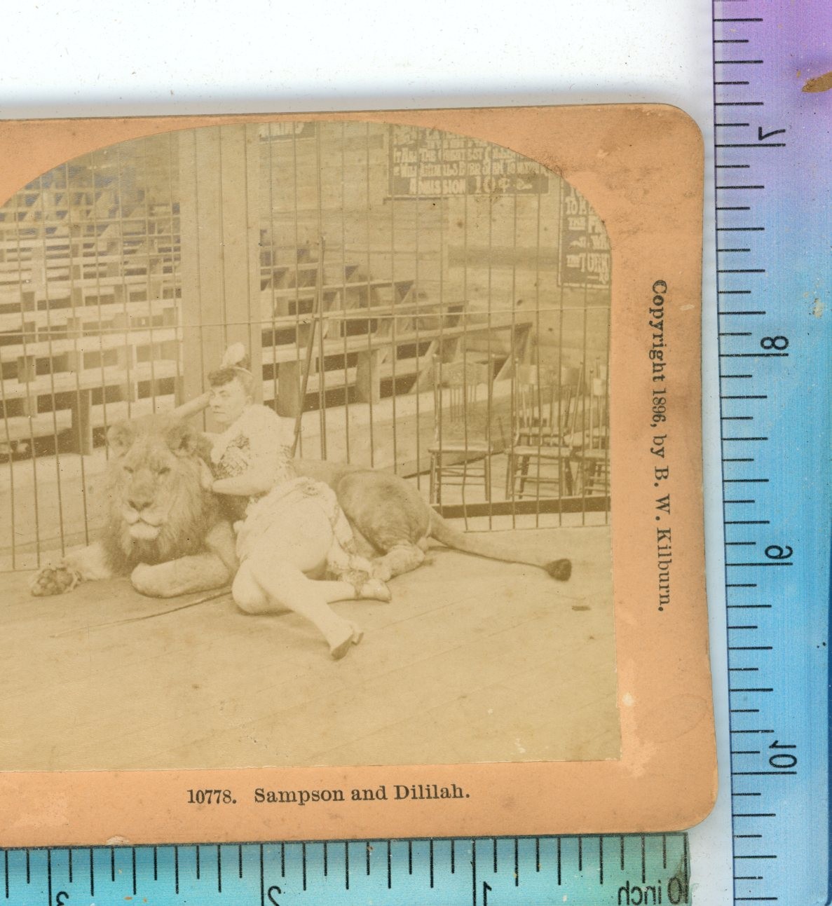 Lion Sampson & Dililah Animals B.W. Kilburn Stereoview