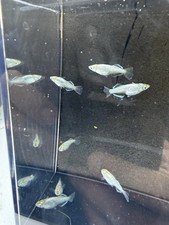 3 Trio 1M/2F Tsumugi Medaka RiceFish, Live Aquarium Fish, Freshwater hardy