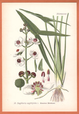 Gew&ouml;hnliches Pfeilkraut  Sagittaria sagittifolia   THOME Lithographie 1890