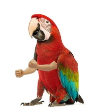 Bird Arms Large   Funny 3D Printed Human Arms for Birds