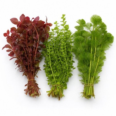 Low Tech Live Aquarium Plant Bundle for Freshwater Fish Tanks
