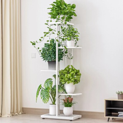 monstera mint for sale Monstera Mint TC – Toltec Plants