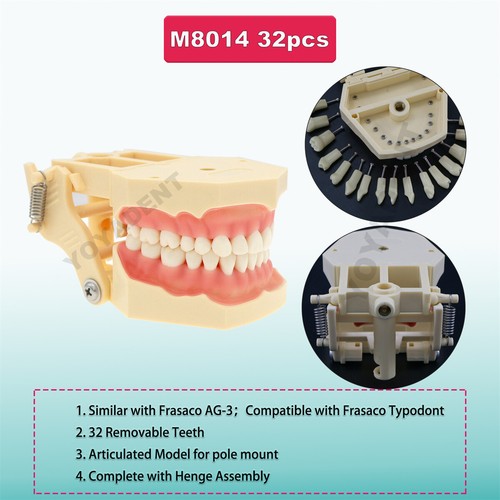 Multiple Types Dental Teeth Model Ortho Implant Practice Teaching Demo Model - Picture 175 of 276