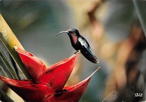 Quel Abreuvoir Pour Les Colibris Go Oiseaux