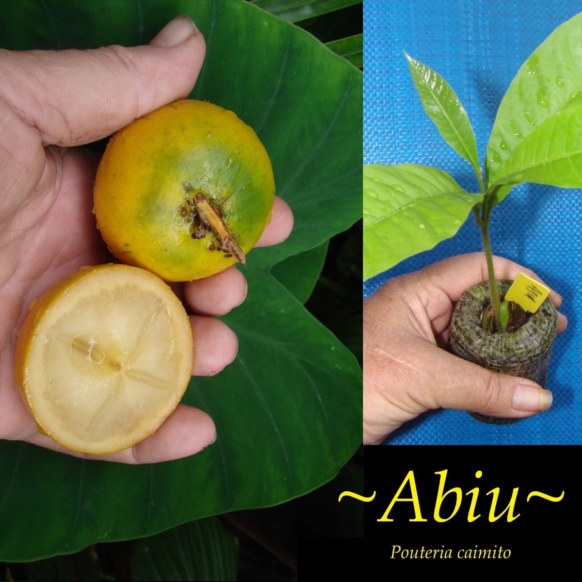 Abiu~ Pouteria caimito THE EMPEROR'S GOLDEN FRUIT TREE 1ft