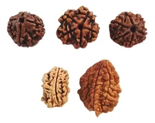 2,3,4,5,6 Mukhi Rudraksha Beads 2 3 4 5 6 Face Rudraksh Nepal Origin Energized