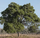 Santalum album, Indian Sandalwood Tree - 10 Sementes