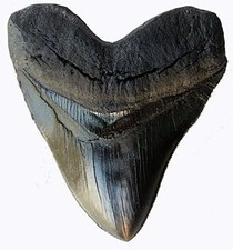 Prehistoric Planet Store 5.5 Inch Megalodon Carcharodon megalodon tooth, Black