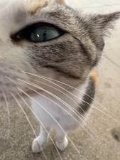 Cat Digital Image Picture Photo Wallpaper Background Desktop Art 4