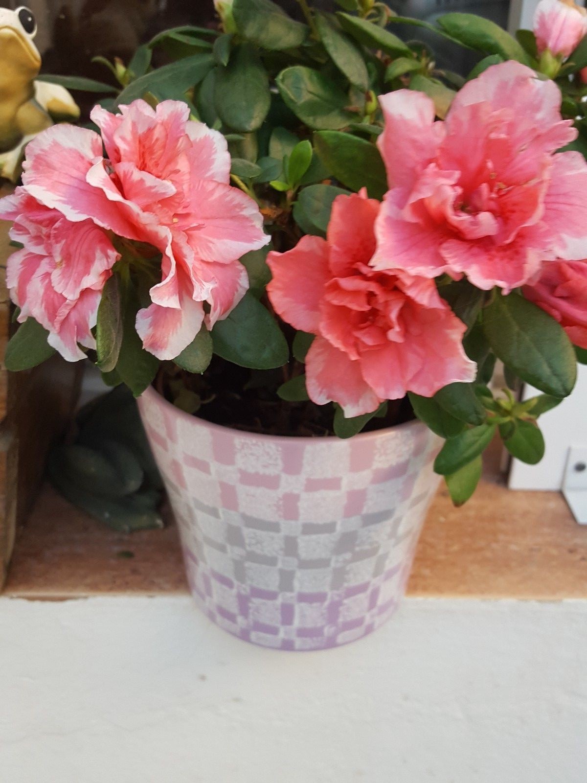 PINK RHODODENDRON Azalea 100 Seeds Bonsai seeds seeds