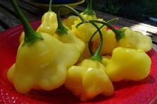 Aji Fantasy - terrific flavor