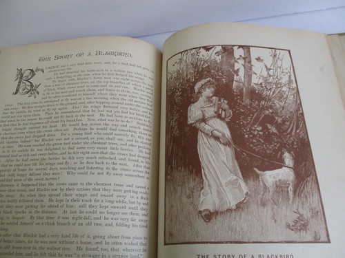 Pretty Pictures and Stories for Our Little Pets by Geo M Vickers 1890 - Picture 12 of 14