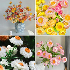 Mixed Strawflower Seeds for Planting, 1000Pcs Strawflower Wildflower Seeds Non-G
