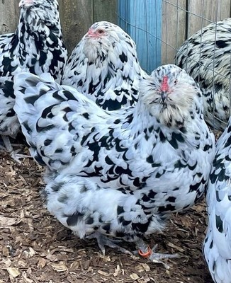 Ermine Ameraucana  1Dozen (12) Fertile Eggs