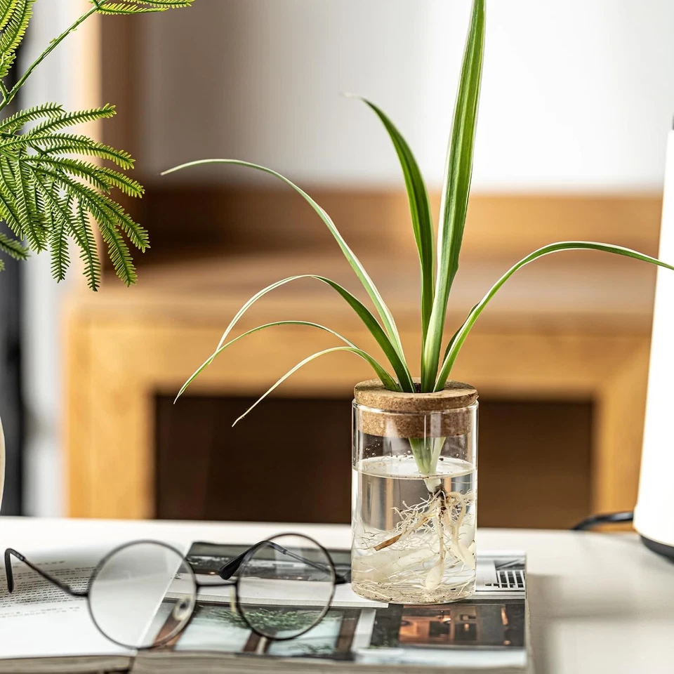 Floreros de vidrio - Estaciones de propagación de plantas de 2 piezas para el hogar y la sala de estar Foto 4 de 4