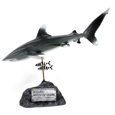 Kaiyoukoubou Oceanic whitetip shark Real shark figure Fish carving From Japan 