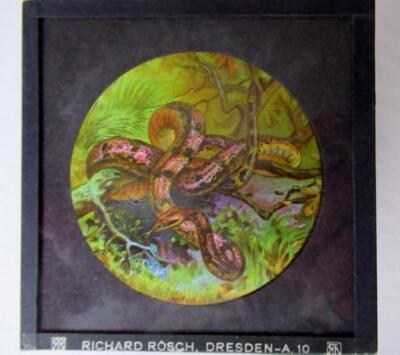 REPTILIEN - SCHLANGEN - AMPHIBIEN Magische Laternenrutsche RICHARD ROSCH - DRESDEN