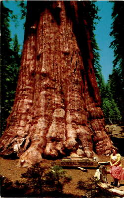 SEQUOIA, GENERAL SHERMAN TREE, California, HUBERT LOWMAN, NATURAL Postcard