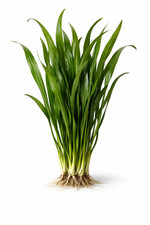 6 Jungle Vallisneria American Val Plants Bare Root Live Aquarium Plants