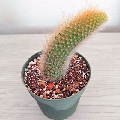 Cactus Plant - Monkey Tail - 4 inch + Long - Live Plants In 4" Pot (MD) |  eBay