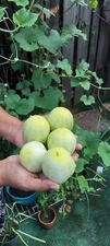 Lemon Cucumber 20 Seeds Budamkaya