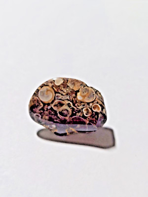 TURRITELLA FOSSIL AGATE TIE PIN