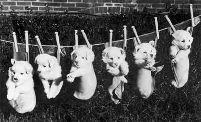 Small Dog Drying In The Sun After Their Bath 1939 Historic Old Photo