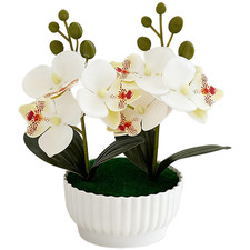 Image of Phalaenopsis Orchid Alternative Potted Plant for Year Round Floral Accent