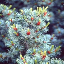 10 BLUE JAPANESE WHITE PINE SEEEDS - Pinus parviflora  'Glauca'