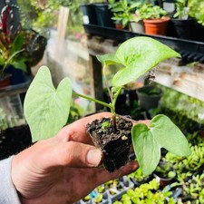 Morning Glory Black Knight 2 LARGE PLUGs Organic Easy Grow Climbing Flower Uk