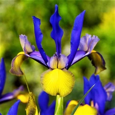 Easy to Grow Dutch Iris Mystic Beauty 20 Plant Bulbs, Sun Spring Summer Zone 6-9