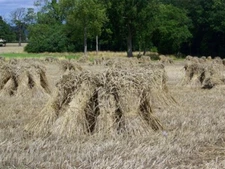 Photo 6x4 Corn stooks, Hilcott Broad Street/SU1059 The sheaves are stack c2009