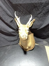 🦌 White Tail Spike Shoulder Mount – Taxidermy Deer Wall Mount