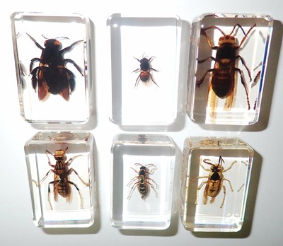 6 Insect Specimen Set 3 Wasp 2 Bee 1 Hornet in Separate Clear small Lucite Block