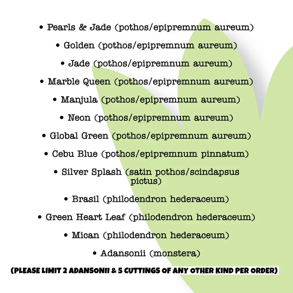 15 Houseplant Cuttings: Pothos, Philodendron, Monstera - Water Propagation - Image 2 of 4