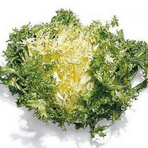 1000 GRAINES D'ENDIVE ESCAROLA "VERT FLORENTINE" - Bild 1 von 1
