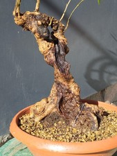 Bonsai Olivastro 50x21cm In Vaso Pianta Yamadori Robusta Da Interno E Esterno 🪾
