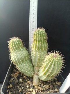 hoodia currorii seedling plantes a caudex