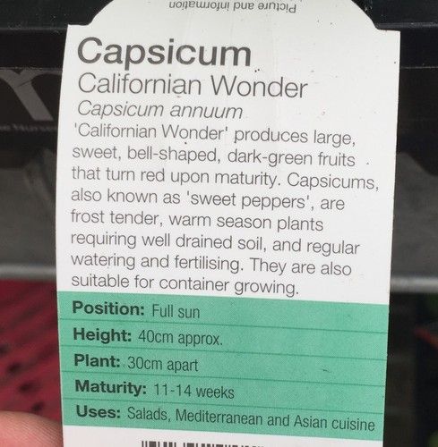 Californian Wonder CAPSICUM green to red vegetable plants 4cell seedling punnet - Picture 3 of 4