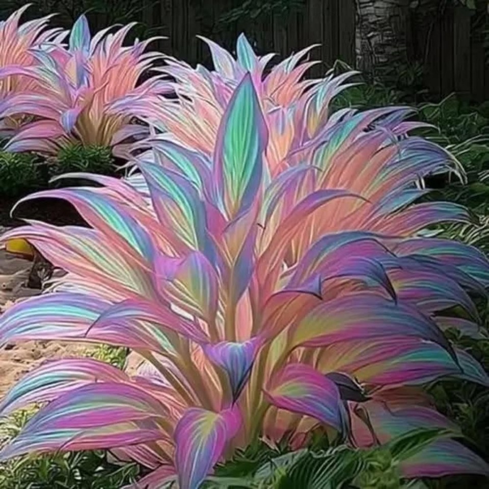 Mixed 305+ Hosta Seeds Mix for Planting,Colorsed Hostas Seeds Rare ...