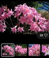 15 Pink Amaryllis Belladonna Naked Ladies Resurrection Lily Bulbs BEST DEAL GIFT