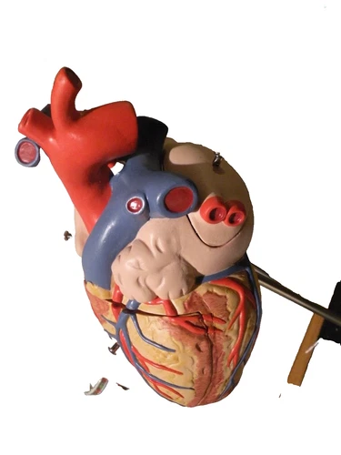 3B SCIENTIFIC G12 HUMAN HEART MODEL 2TIMES LIFE SIZE 4 PART ANATOMICAL MODEL NEW