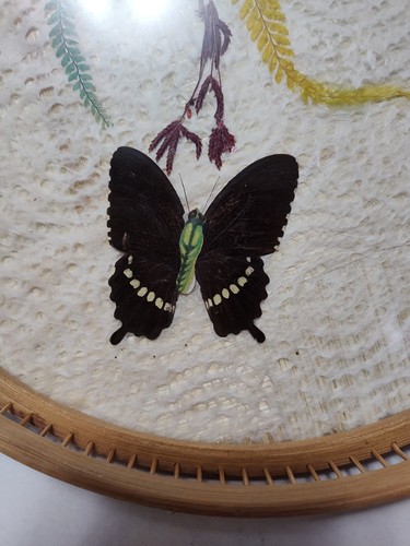 VTG Bamboo Round Butterfly MCM Fern Under Glass 11" Serving Tray Replacement - Picture 5 of 5